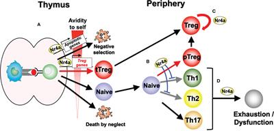 Comparison Between Nr4a Transcription Factor Regulation and Function in Lymphoid and Tumor Treg Cells